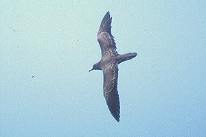 Wedge-tailed Shearwater copyright Al DeMartini