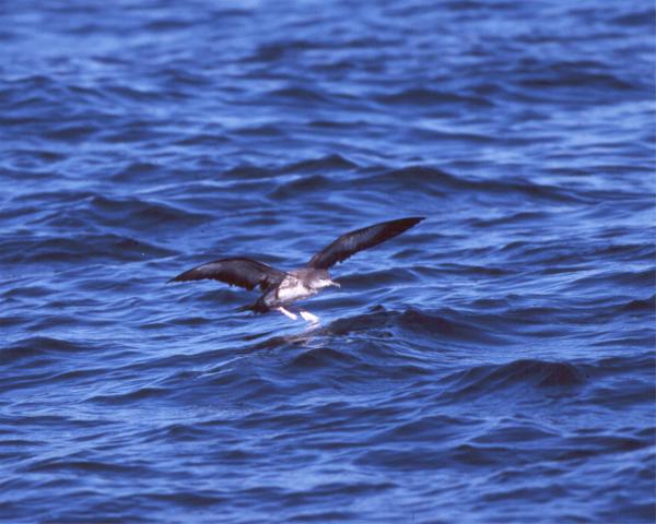 Wedge-tailed Shearwater copyright John Sorenson