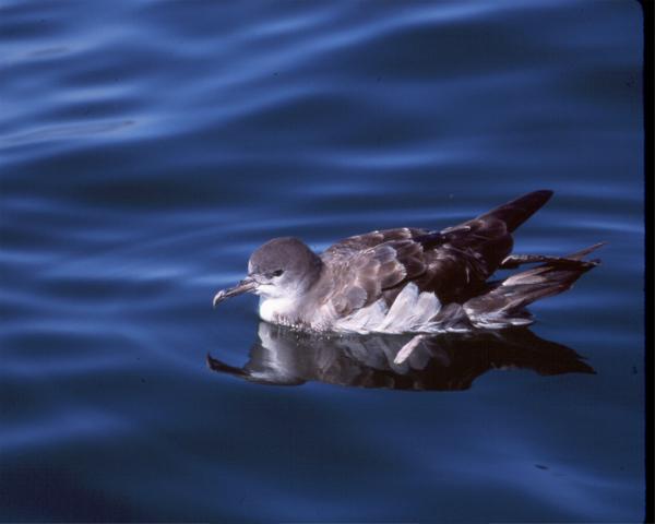 Wedge-tailed Shearwater copyright John Sorenson