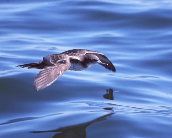 Wedge-tailed Shearwater copyright John Sorenson