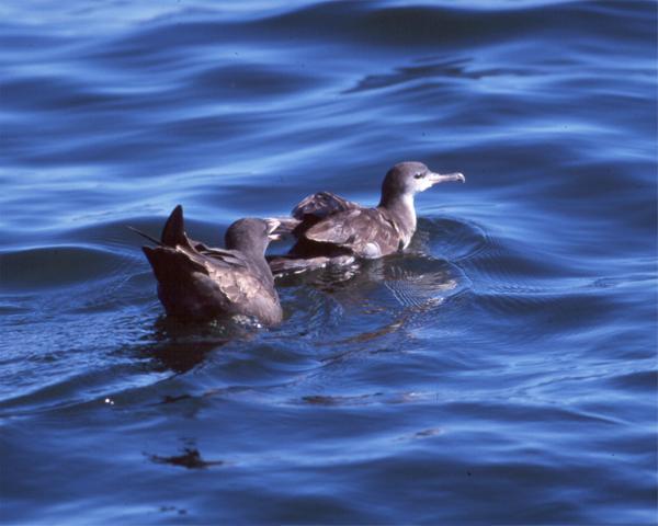 Wedge-tailed Shearwater copyright John Sorenson